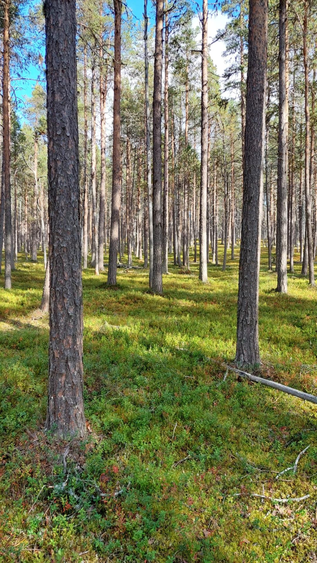 Mäntyjä ja varvikkoa.